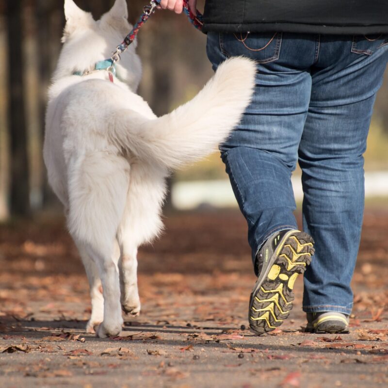 Dog Friendly Places