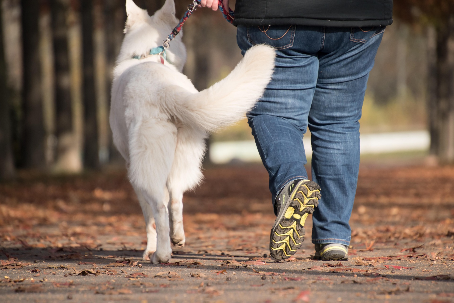 Dog Friendly Places
