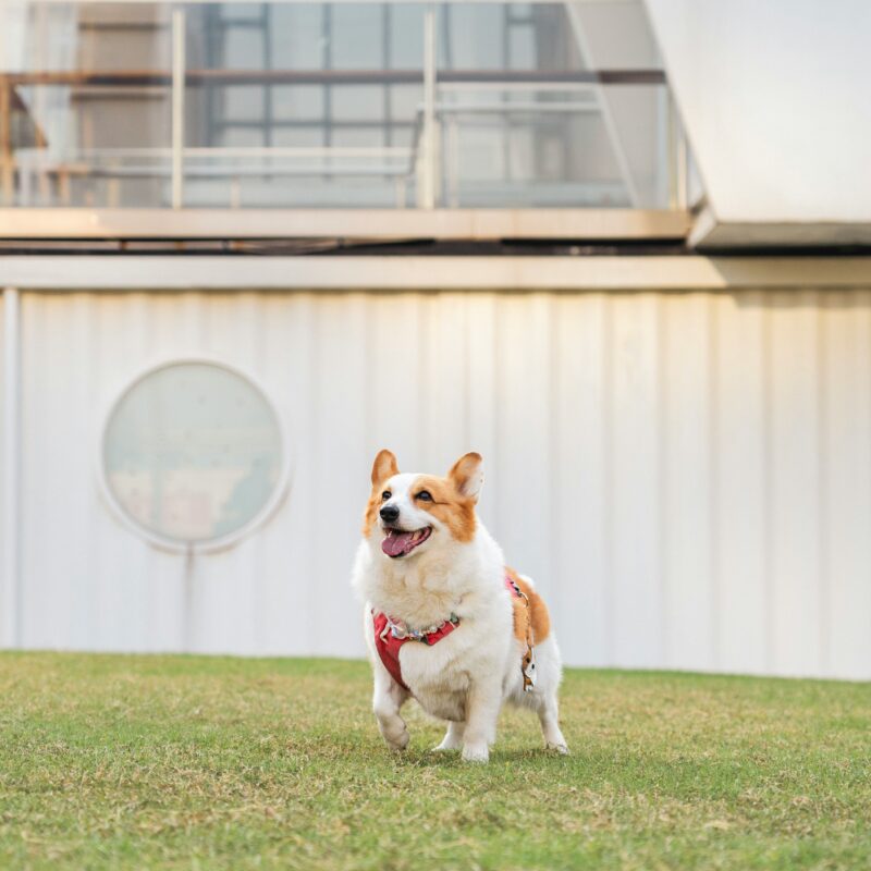 Chicago Buildings for Dog Amenities