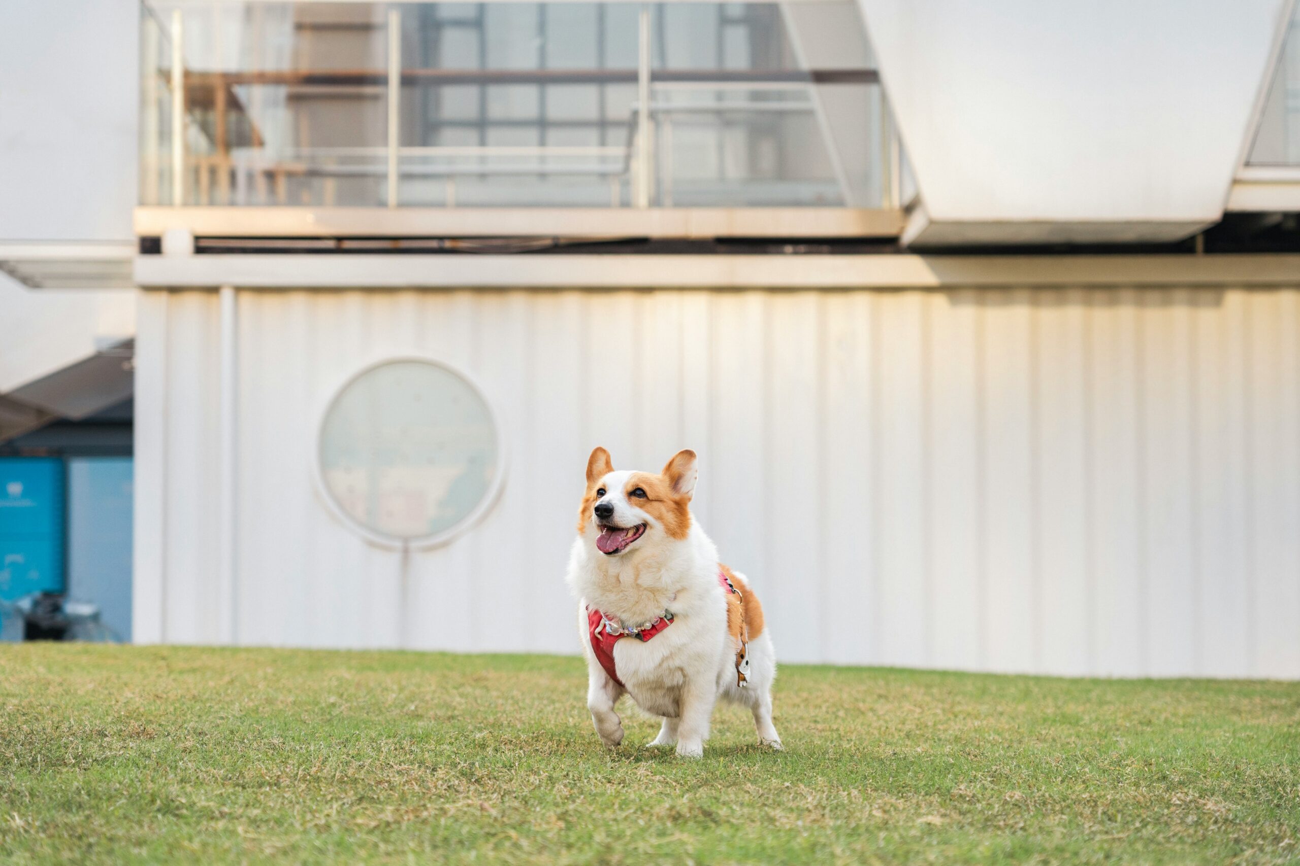 Chicago Buildings for Dog Amenities