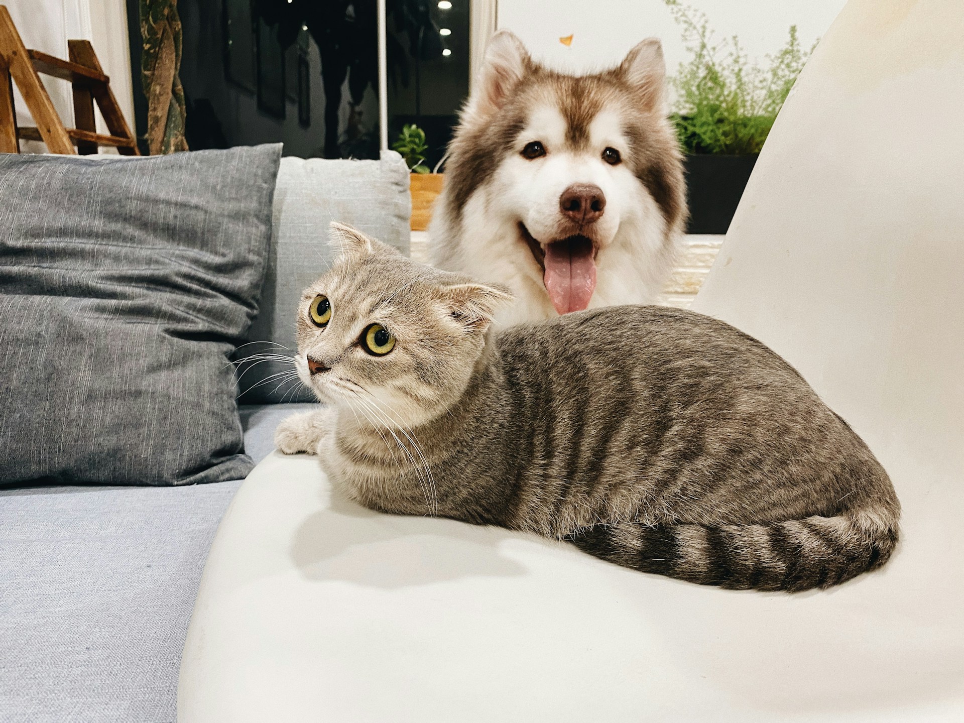 pet rent Chicago