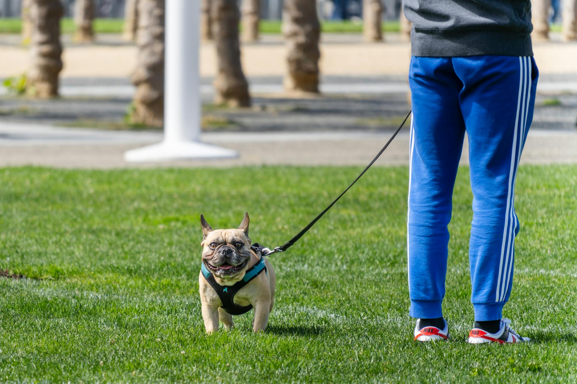 Best neighborhoods for dog owners