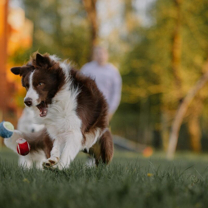 Pet-Friendly Buildings