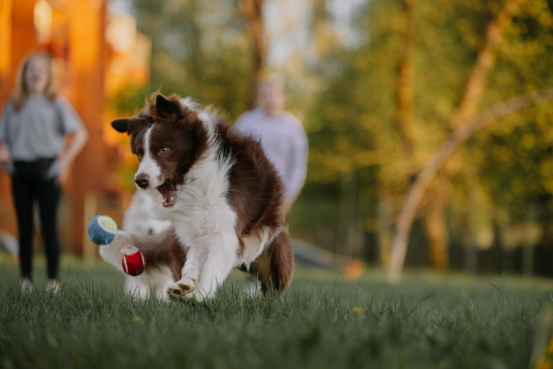 Pet-Friendly Buildings